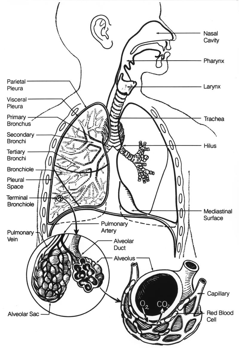 Lung structure